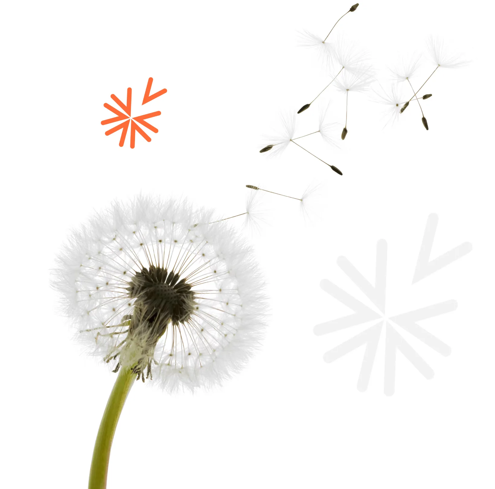 Dandelion, a Euronet Service